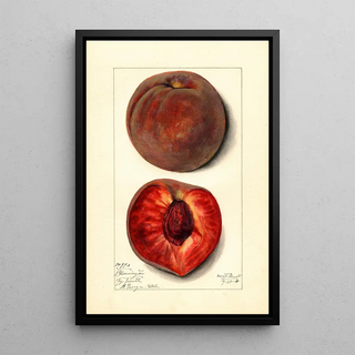 Mary Daisy Arnold - Prunus persica Bloomington.webp