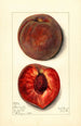 Prunus persica Bloomington - Mary Daisy Arnold — visning af kunstværket