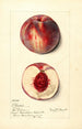 Prunus persica Illinois - Mary Daisy Arnold — visning af kunstværket