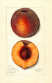 Prunus persica Masons Orange - Mary Daisy Arnold — visning af kunstværket