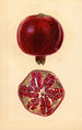 Punica granatum Granatæble - Mary Daisy Arnold — visning af kunstværket