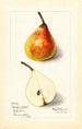 Pyrus communis Worden Seckel - Mary Daisy Arnold — visning af kunstværket