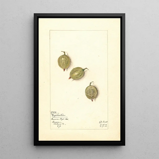 Mary Daisy Arnold - Ribes Duplication.webp