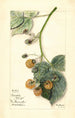 Rubus Brinkles Orange - Mary Daisy Arnold — visning af kunstværket