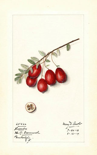 Mary Daisy Arnold - Vaccinium macrocarpon Jumbo.webp