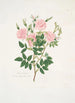 Rosa Carolina - Mary Lawrance — visning af kunstværket