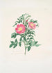 Rosa carolina - Mary Lawrance — visning af kunstværket