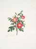 Rosa carolina3 - Mary Lawrance — visning af kunstværket