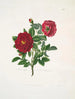 Rose centifolia - Mary Lawrance — visning af kunstværket