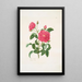 Rosa centifolia - Mary Lawrance — indrammet kunstværk på væggen