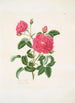 Rosa centifolia - Mary Lawrance — visning af kunstværket