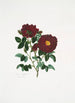 Rosa centifolia - Mary Lawrance — visning af kunstværket