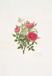 Rosa centifolia - Mary Lawrance — visning af kunstværket