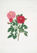 Rosa centifolia - Mary Lawrance — visning af kunstværket