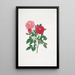 Rosa centifolia - Mary Lawrance — indrammet kunstværk på væggen
