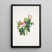 Rosa centifolia - Mary Lawrance — indrammet kunstværk på væggen