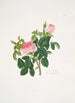 Rosa centifolia - Mary Lawrance — visning af kunstværket