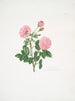 Rosa centifolia8 - Mary Lawrance — visning af kunstværket