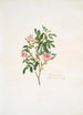 Rosa cinnamomea - Mary Lawrance — visning af kunstværket