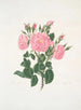 Rose de Damas - Mary Lawrance — visning af kunstværket