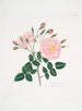 Rose de Damas5 - Mary Lawrance — visning af kunstværket