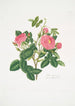 Rosa damascena - Mary Lawrance — visning af kunstværket