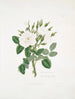 Rose de Damas 2 - Mary Lawrance — visning af kunstværket