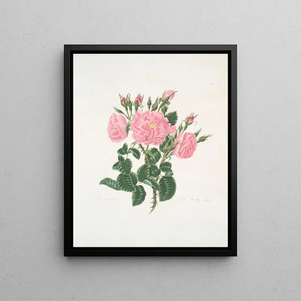 Mary Lawrance - Rosa damascena.webp