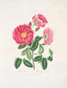 Rose gauloise - Mary Lawrance — visning af kunstværket