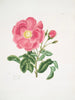 Rose Gauloise2 - Mary Lawrance — visning af kunstværket