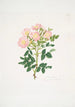 Rosa indigossa - Mary Lawrance — visning af kunstværket