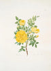 Rosa lutea - Mary Lawrance — visning af kunstværket