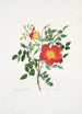 Rosa lutea bicolor - Mary Lawrance — visning af kunstværket