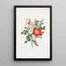 Rosa lutea bicolor - Mary Lawrance — indrammet kunstværk på væggen