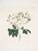 Rose moschata - Mary Lawrance — visning af kunstværket