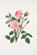 Rosa muscosa - Mary Lawrance — visning af kunstværket