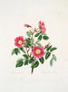 Rosa pendulina - Mary Lawrance — visning af kunstværket