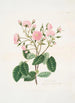 Rosa provincialis - Mary Lawrance — visning af kunstværket