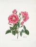 Rosa provincialis3 - Mary Lawrance — visning af kunstværket