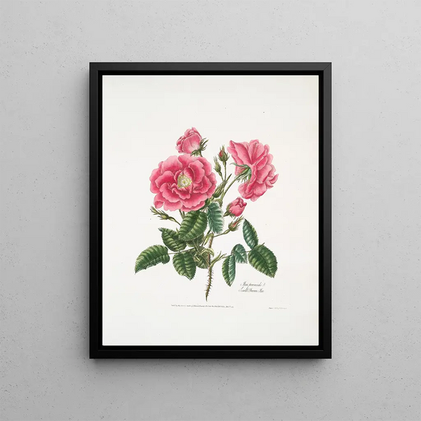 Mary Lawrance - Rosa provincialis3.webp