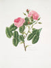 Rosa provincialis4 - Mary Lawrance — visning af kunstværket