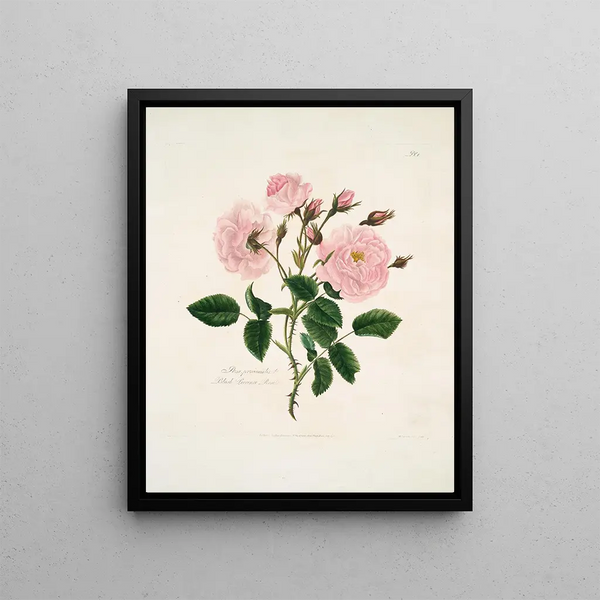 Mary Lawrance - Rosa provincialis.webp