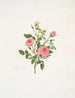 Rosa provinciale eller Rose de Meaux - Mary Lawrance — visning af kunstværket