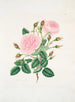 Rose provinciale - Mary Lawrance — visning af kunstværket