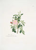 Rosa rubiginosa - Mary Lawrance — visning af kunstværket