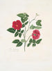 Rose semperflorens - Mary Lawrance — visning af kunstværket