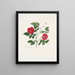 Rose semperflorens - Mary Lawrance — indrammet kunstværk på væggen