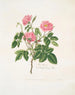 Une rose velue - Mary Lawrance — visning af kunstværket