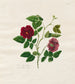 Rose de Chine foncée - Mary Lawrence — visning af kunstværket