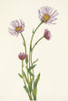 Vergerette d'Alaska Erigeron salsuginosus - Mary Vaux Walcott — visning af kunstværket